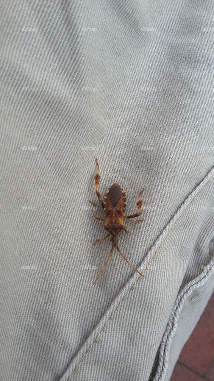 Bug on Pants