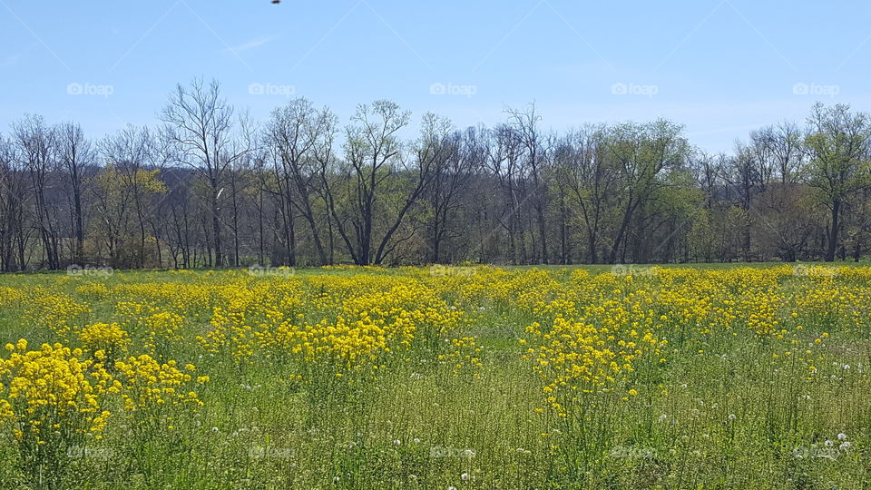 spring yellow meadow