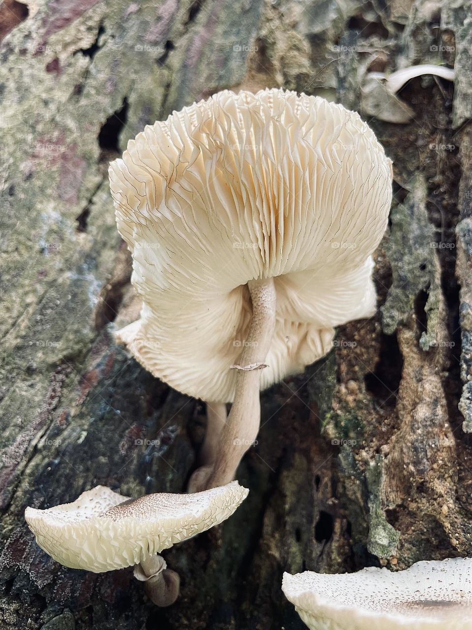 Fungus