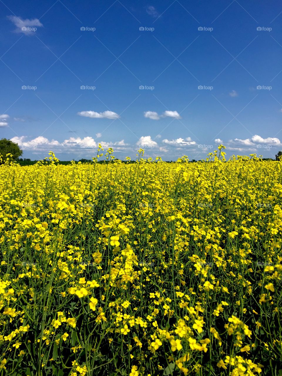 Farm land filled with beautiful bright yellow crops 