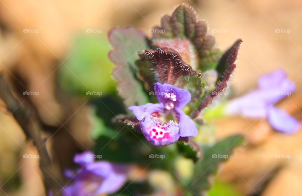 Henbit