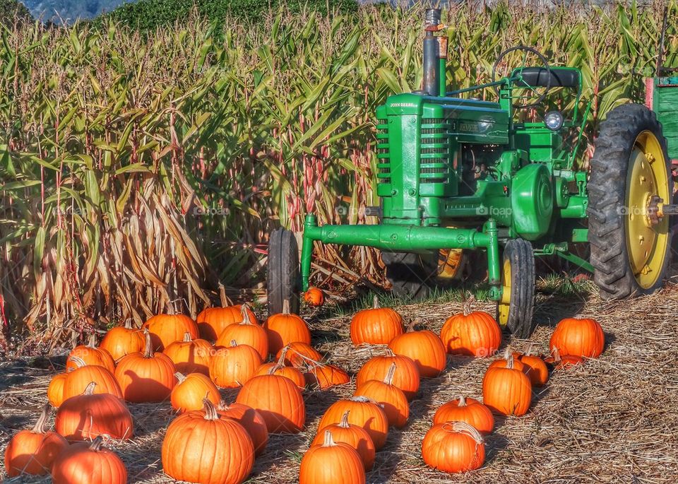 Tractor At Pumpkin Patch. Autumn Colors
