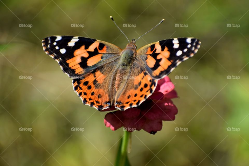 Butterfly Painted Lady