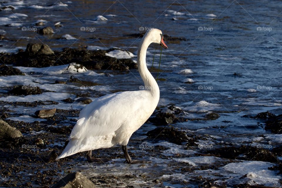 Beautiful white swan stands on the icy beach by the sea , fair winter day in Sweden - en vacker svan står på isig frusen strand vid havet en fin vinterdag , västkusten Sverige  