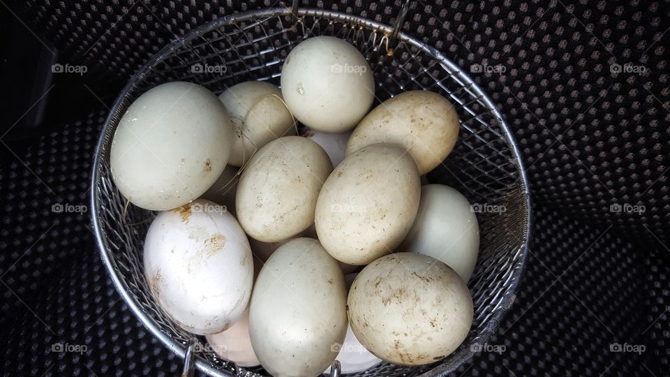 farm fresh duck eggs straight from the coop is seen in a wire mesh basket