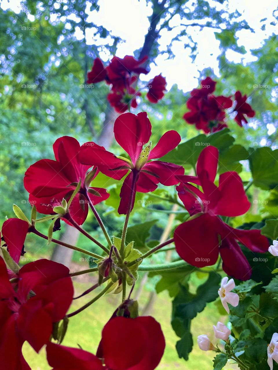 Red geraniums command attention in this flower-box garden. The tall, skinny trees create an inviting landscape. 