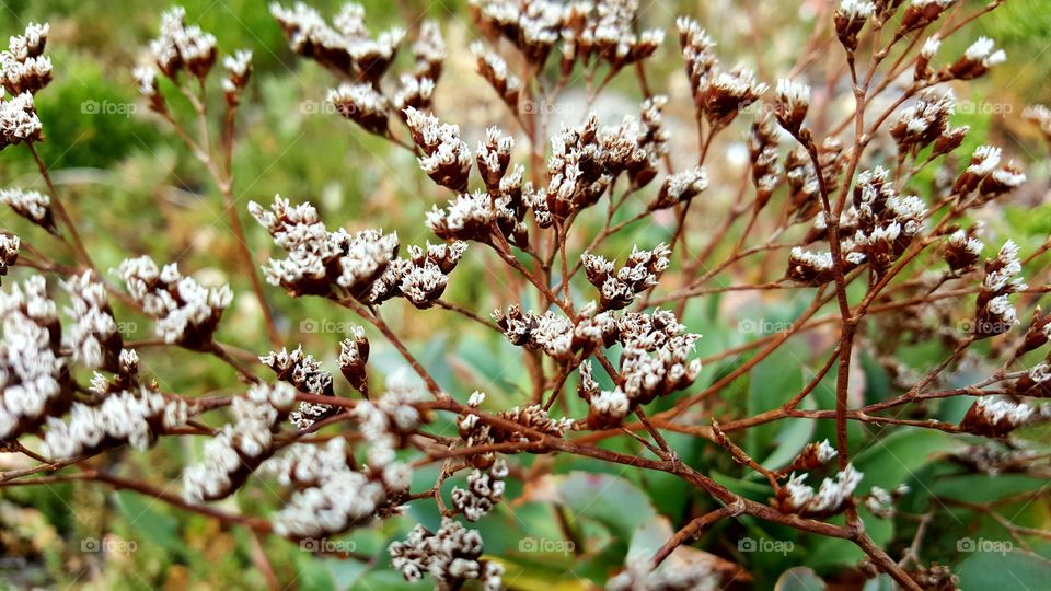 Salt marshes flower