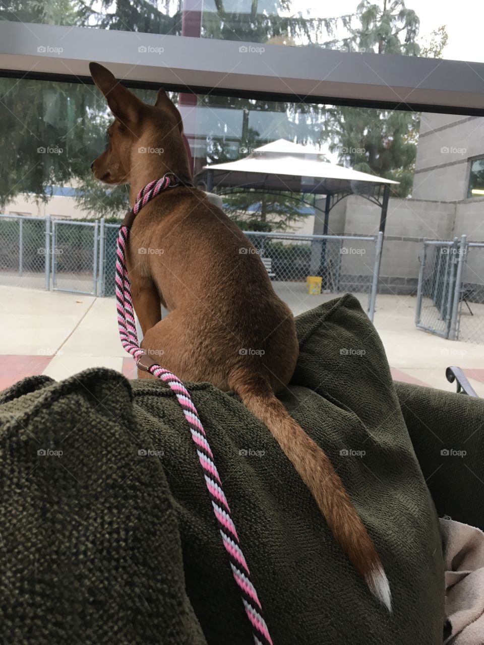 Mr. Comet, 1 year old, Chihuahua/Dachshund Mix 
Thinking about the meaning of life...