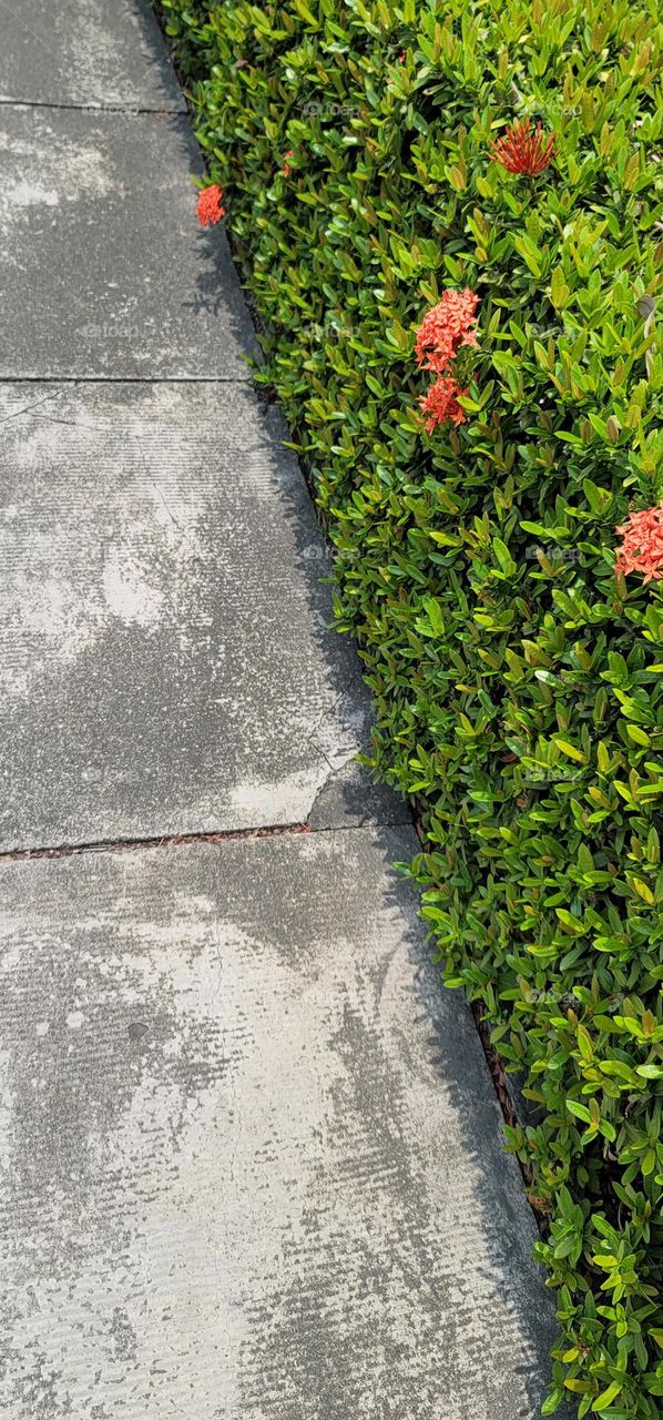 Ixora chinensis