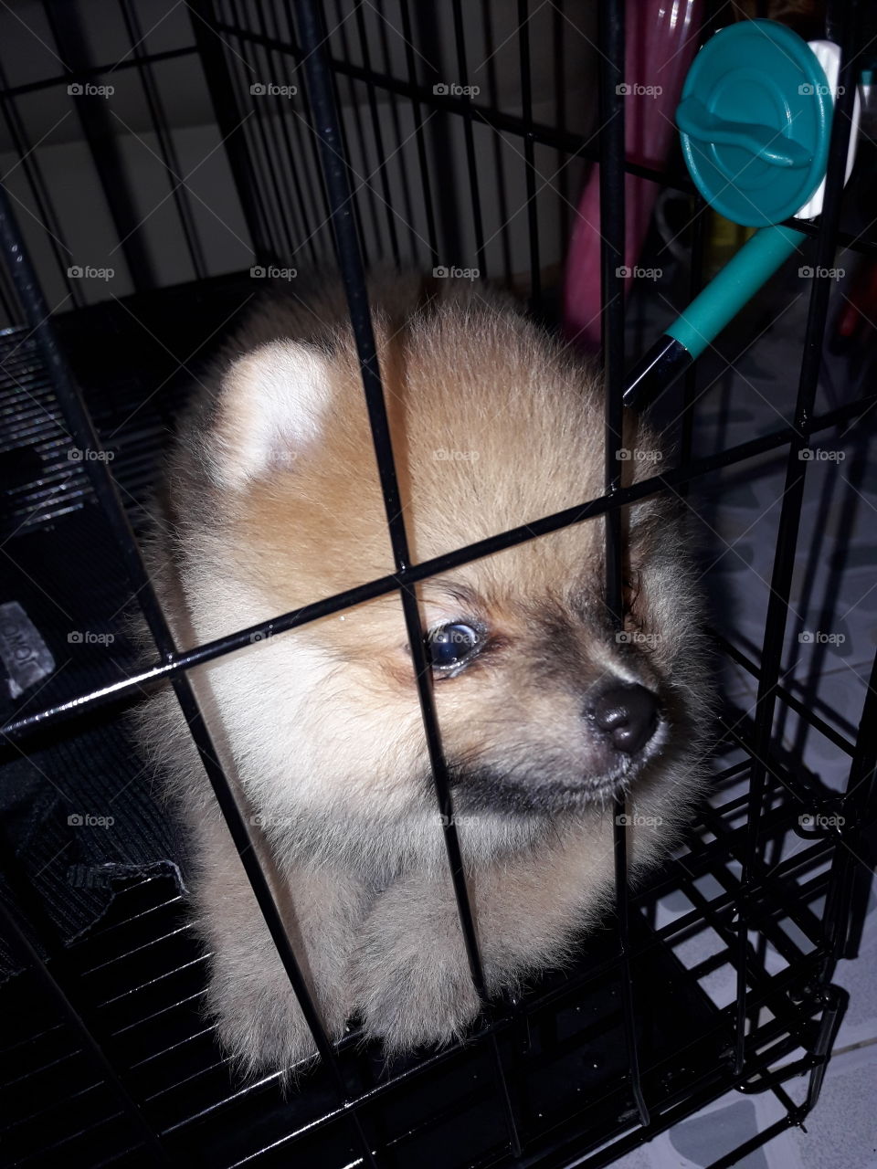 small puppy "pomeranian" sitting in the stall. He is very alert and naughty, moving all the time when he is in the stall  he stop moving  so I can photo him clearly.