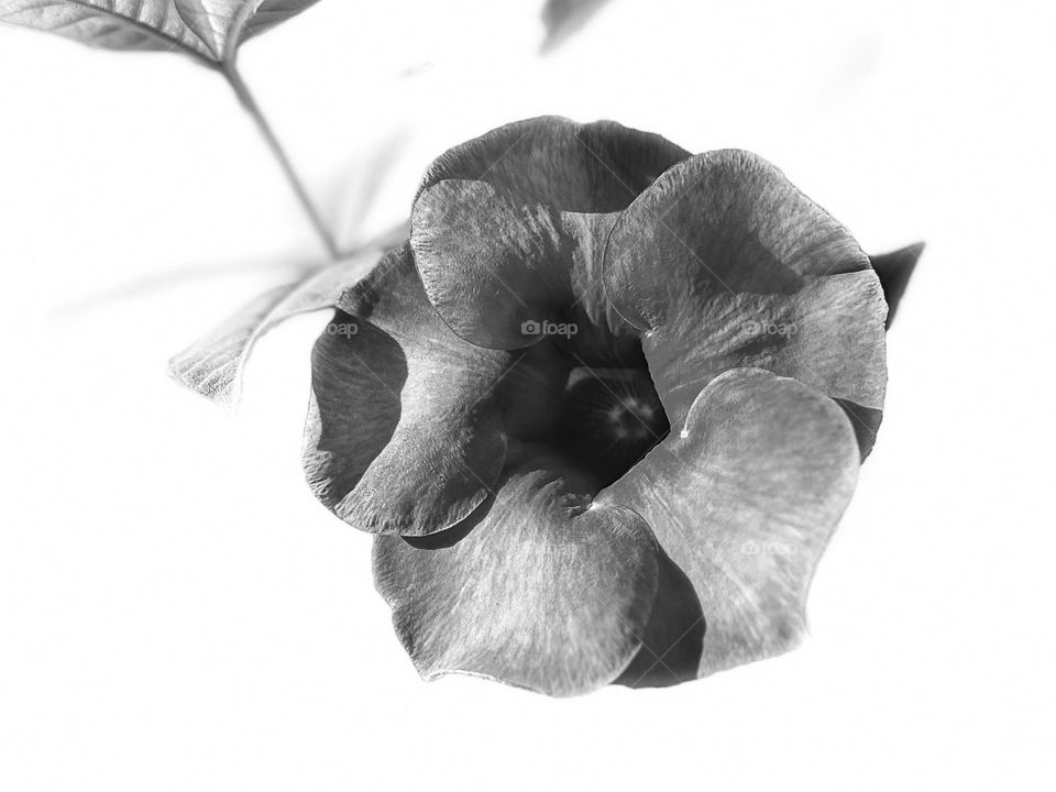 High contrast style - Allamanda- monochromatic 