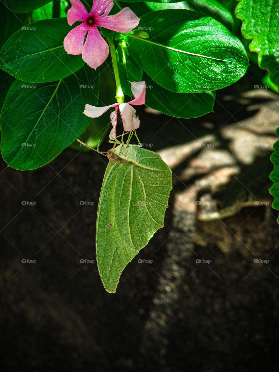 Butterfly on a flower - borboleta em uma flor