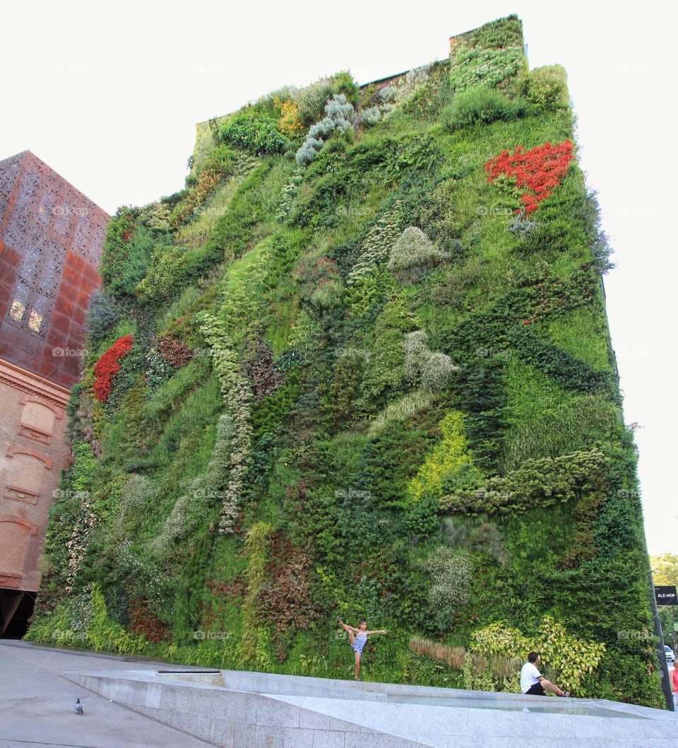 Living wall with plants Madrid Spain 
