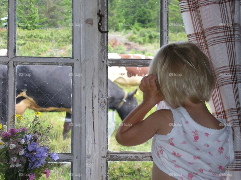 Girl looking out at cows through window