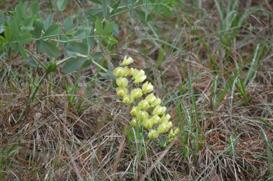 wildflowers