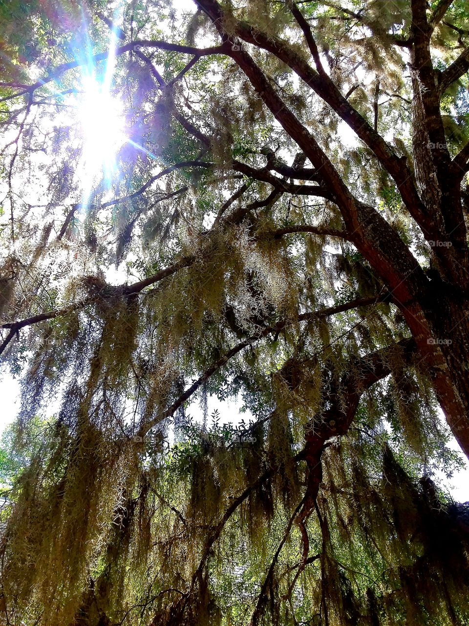 Sun peaking through the Oak tree
