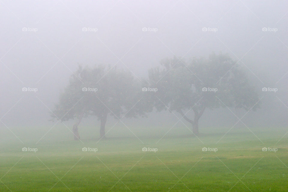 tree fog by stefanzander