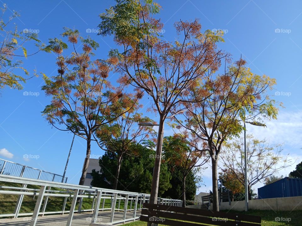 THE MEEK TREE 🌴💚