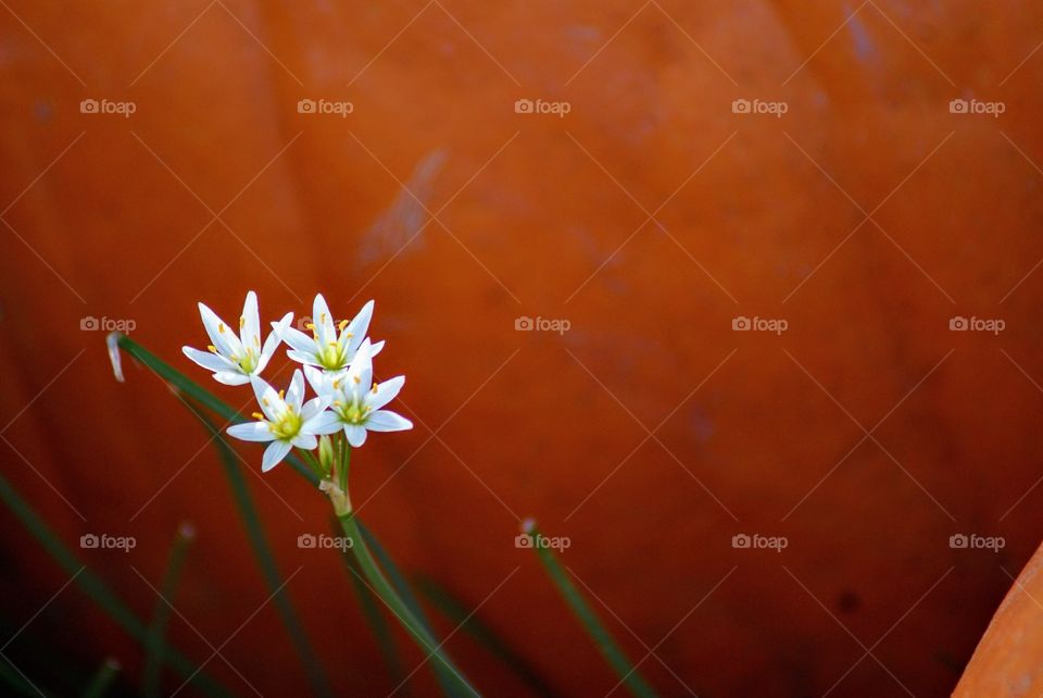 Never underestimate the strength of smallness. It can empower itself even against it's giant counterpart.