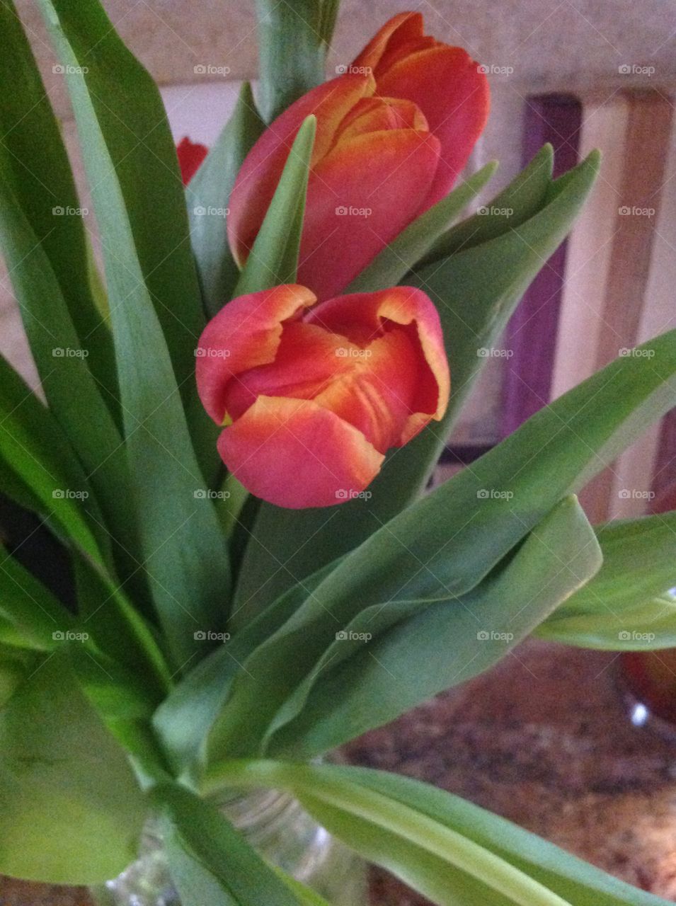 Beautiful red Spring tulips blooming.