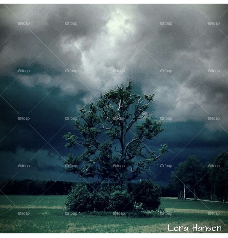 himmel träd åska ek by LenaHansen