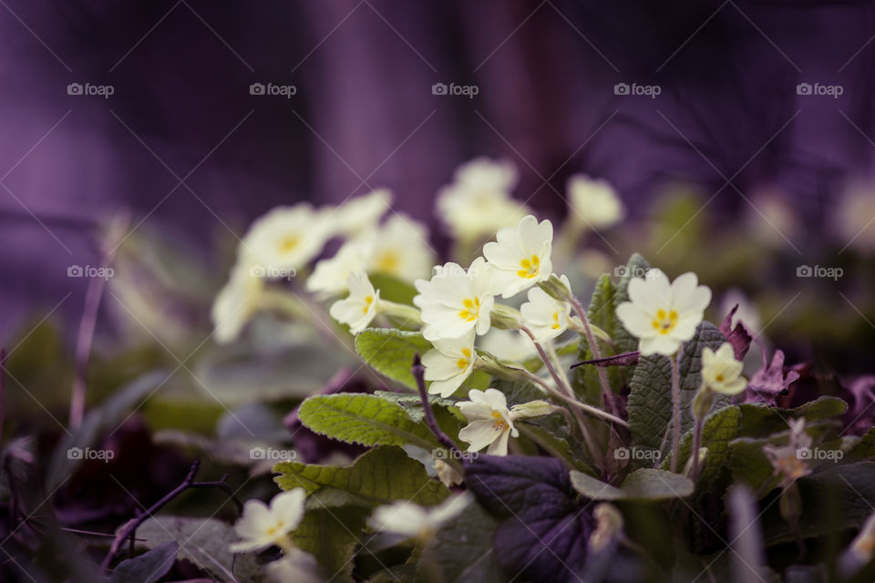 Spring flowers in London