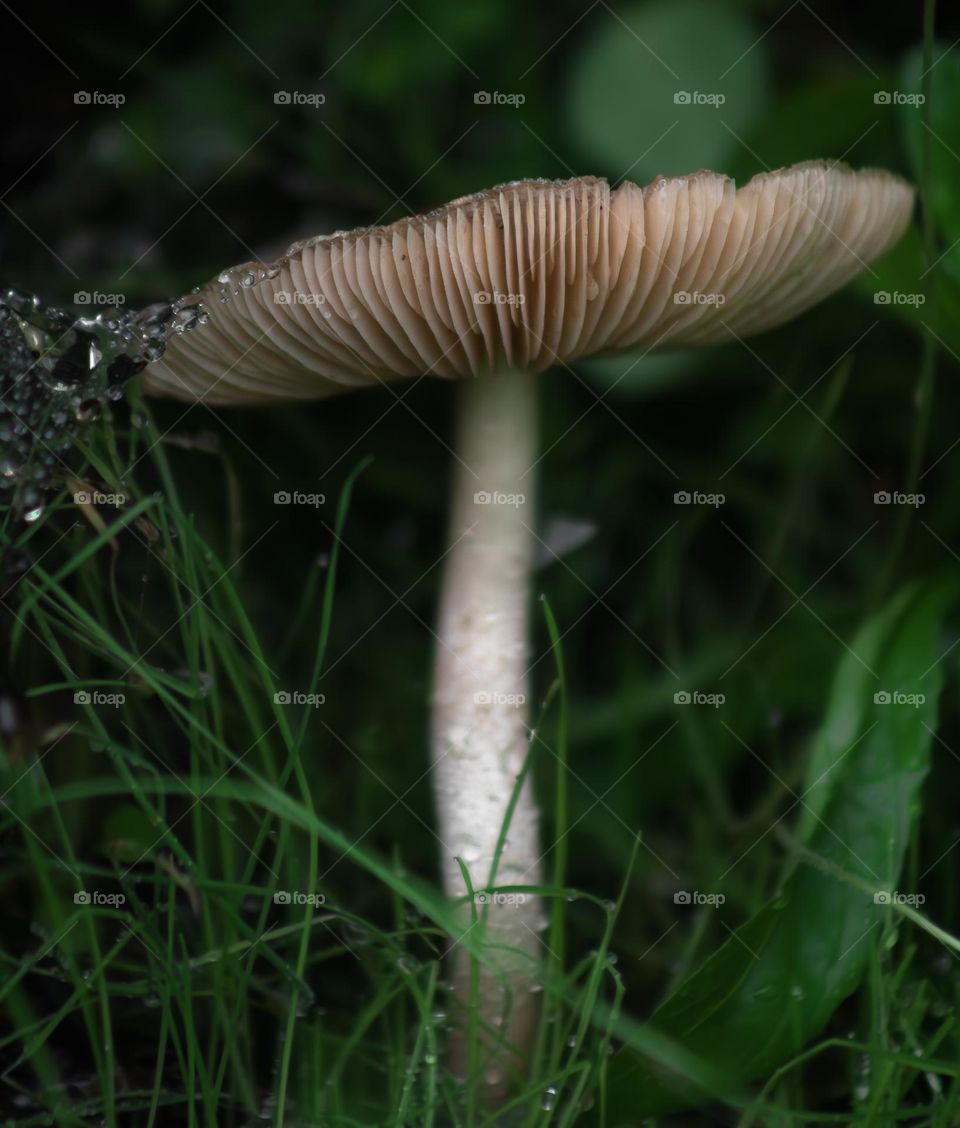A Pluteaceae mushroom growing in long wet grass with cobwebs 