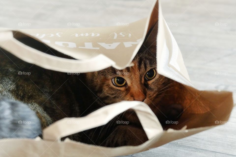 Cat lying in paper bag