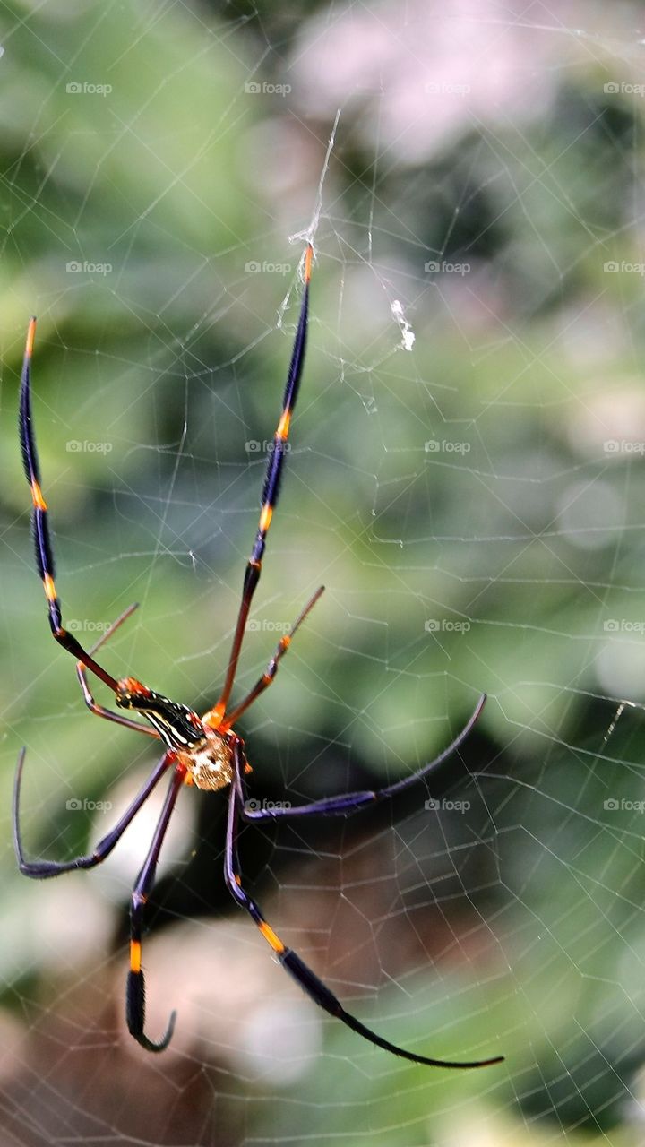 Web Climber