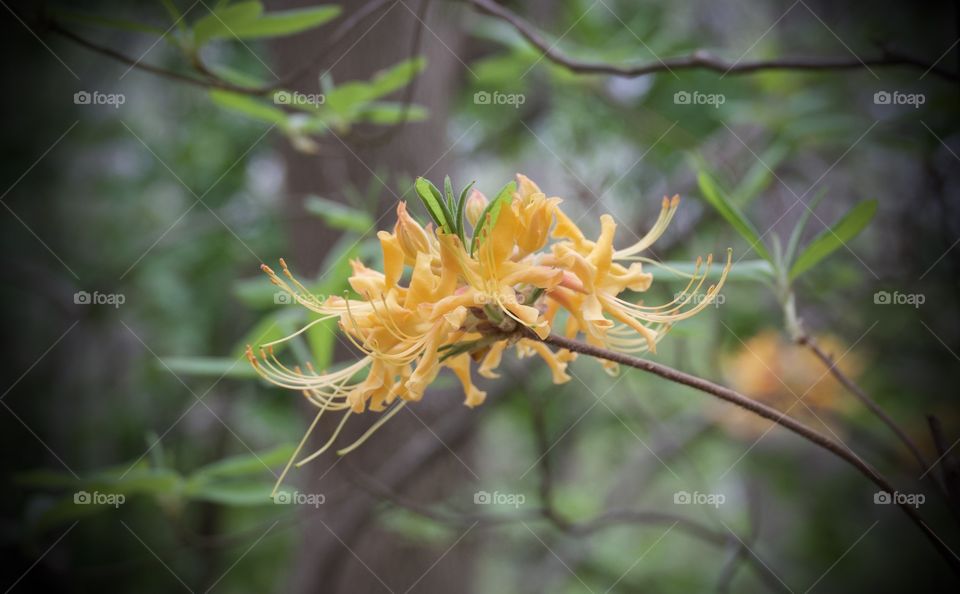 Pale peachy orange colored flower amongst green in forest  on sunny morning.