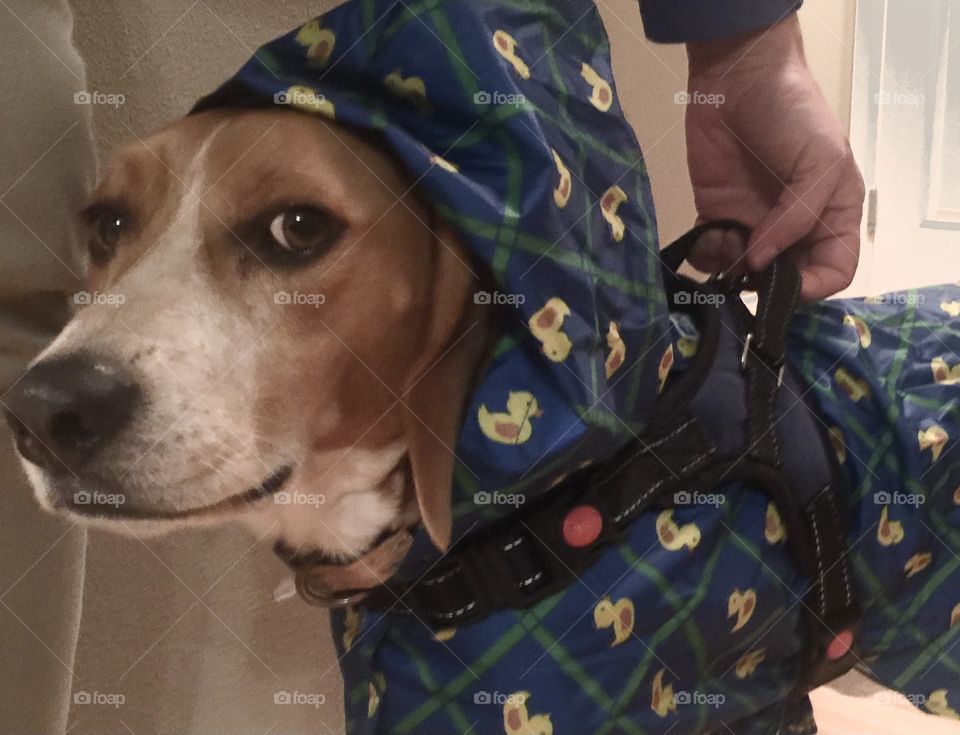 Beagle is all dressed for a spring day walk!