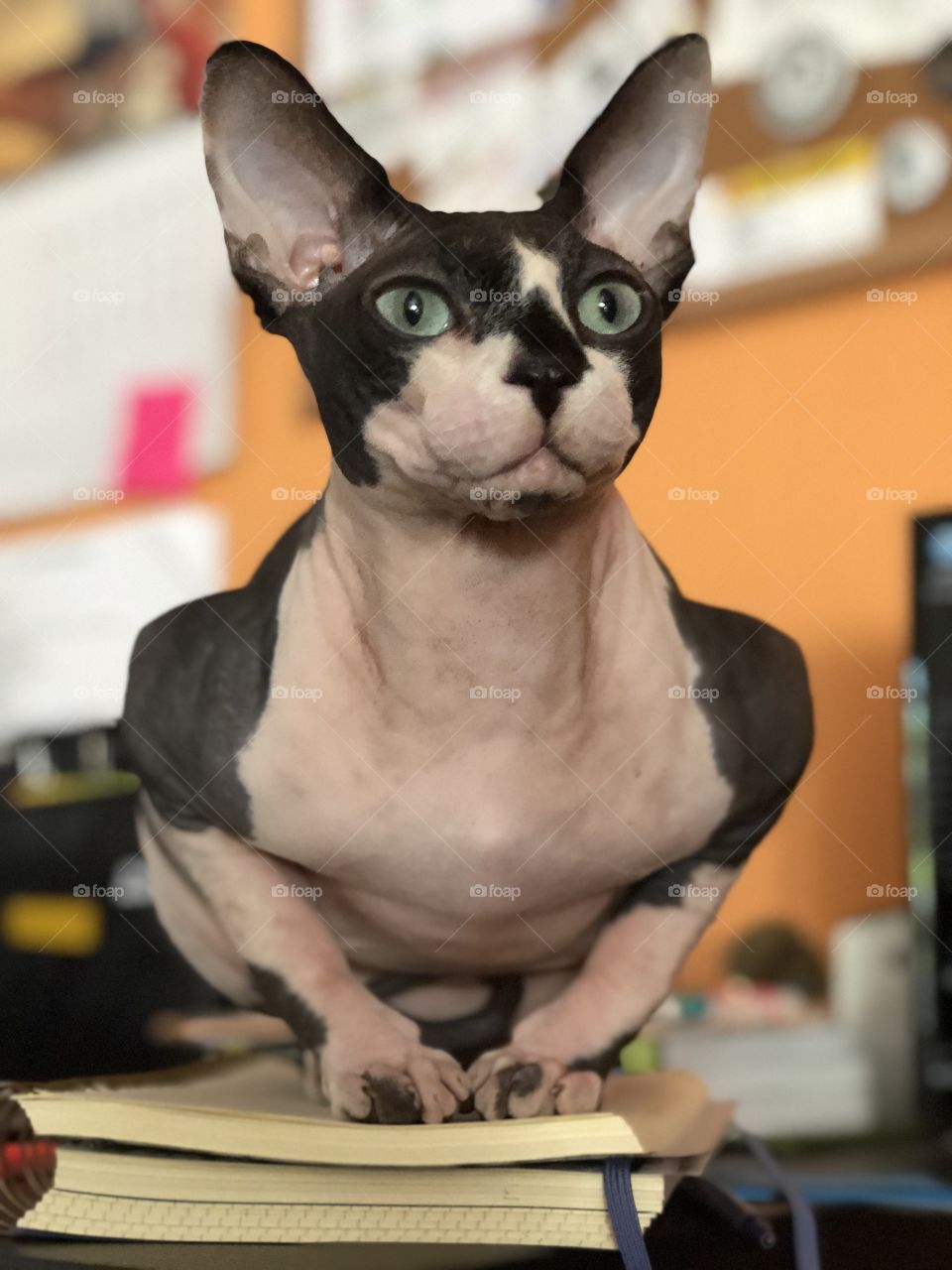 Sphynx cat