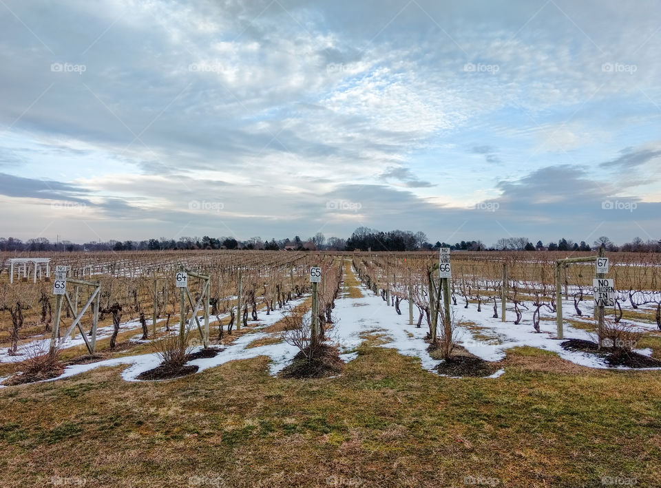Grape vines at Working Dog Winery in New Jersey in the winter