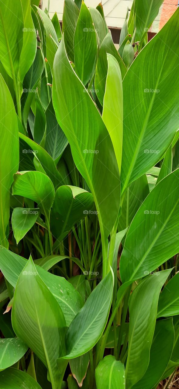 large grass plants in my garden