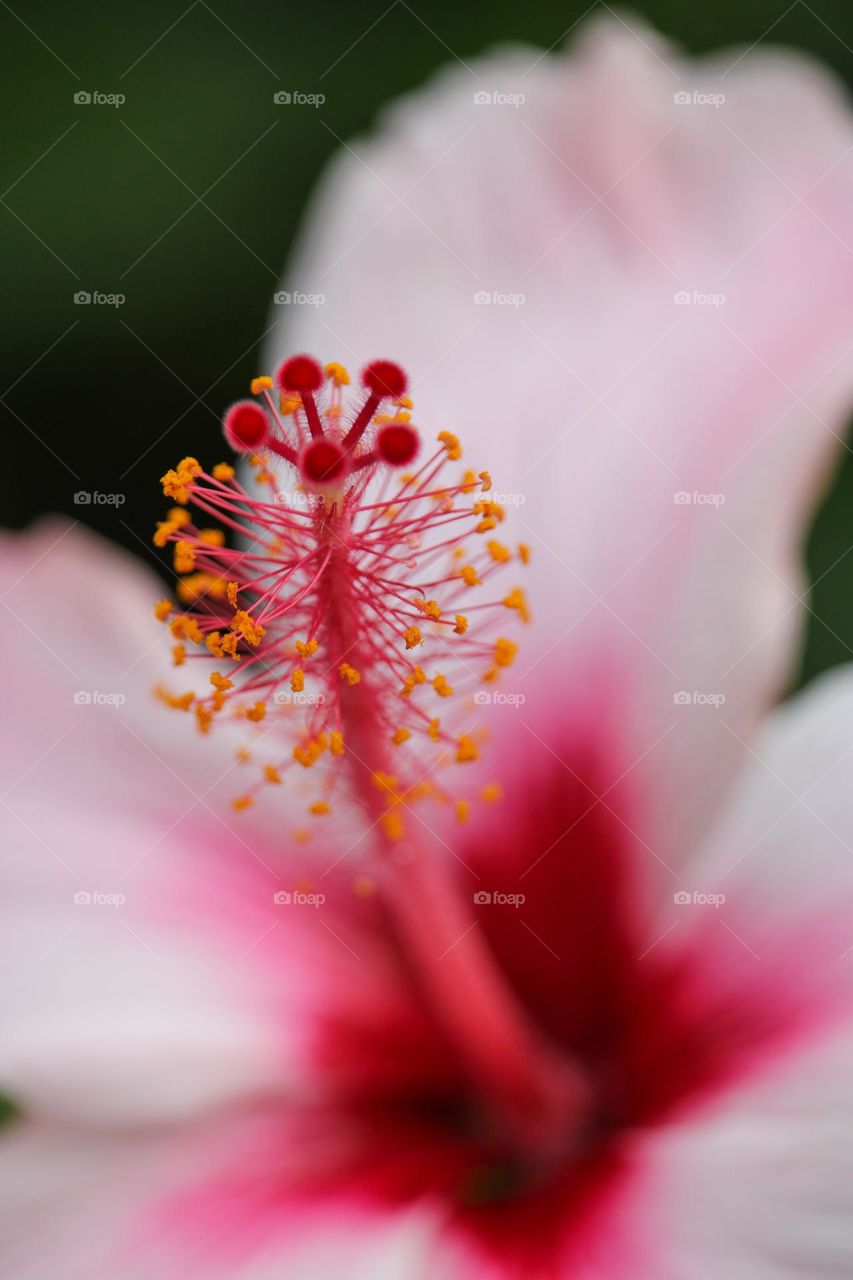 Macro shot of a hibiscus flower and pollen