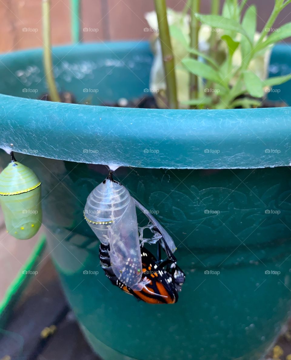 Monarch butterfly emerging 