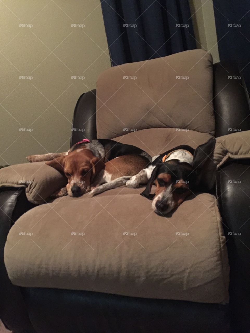 Rocking chair too small for both puppies 