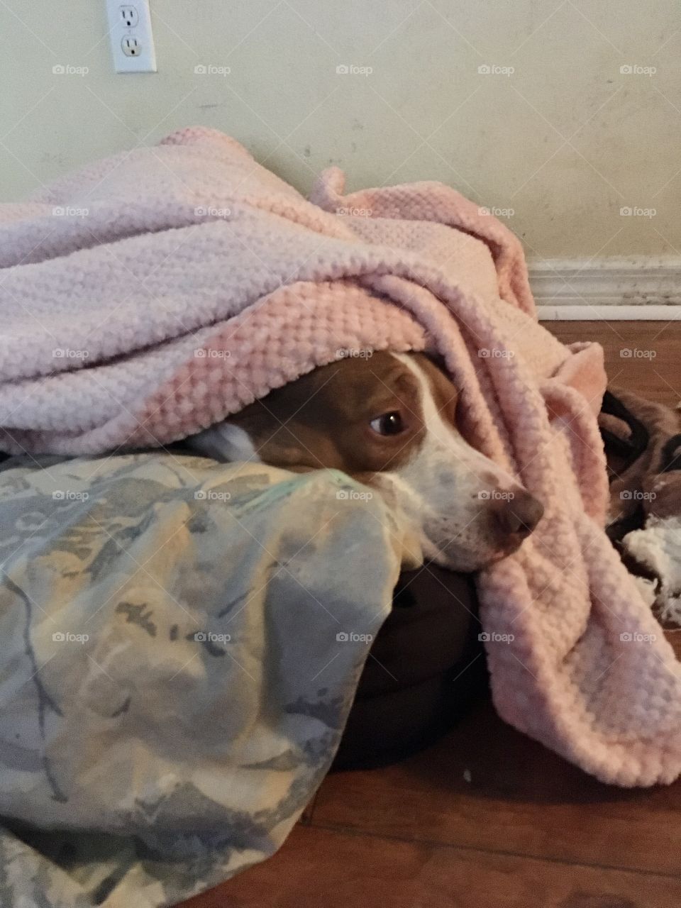 Stinky in a pink blanket 