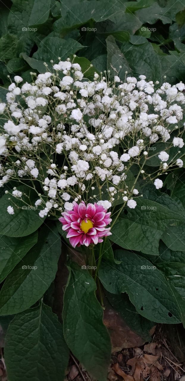 Baby's breath and a pink and white gerbera.
