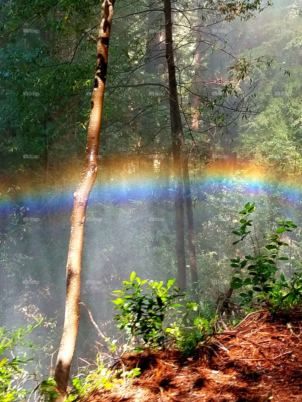 Rainbow in the forest
