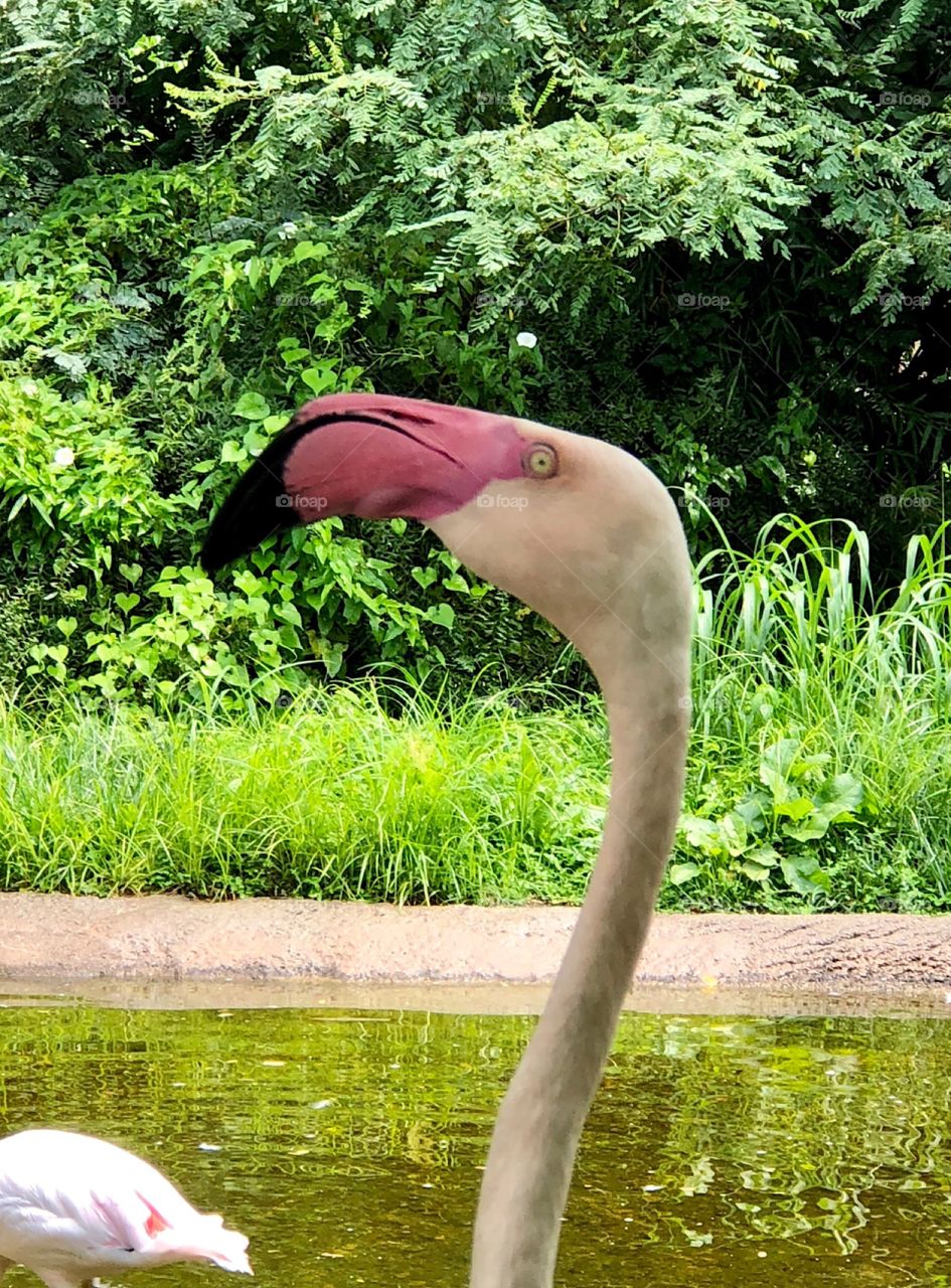 Flamingo head 