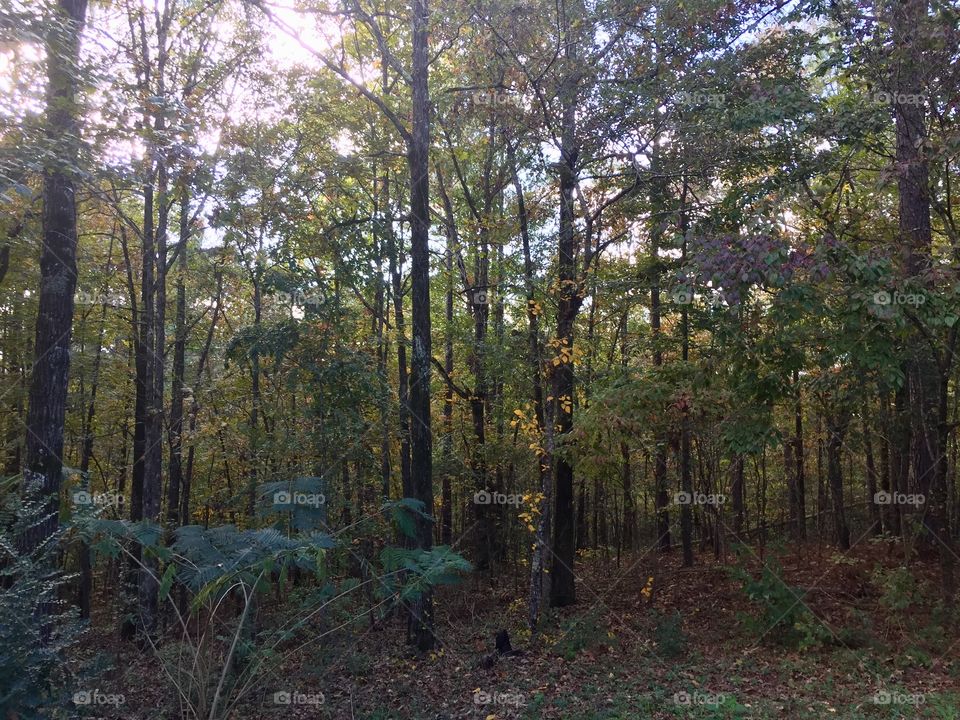 Alabama woods. Full of so much color at this time of year!