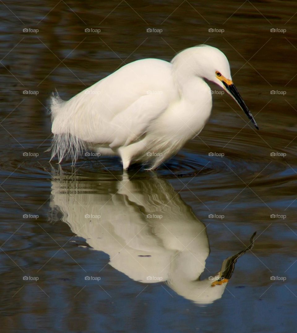 Snowy Egret Reflected in Water