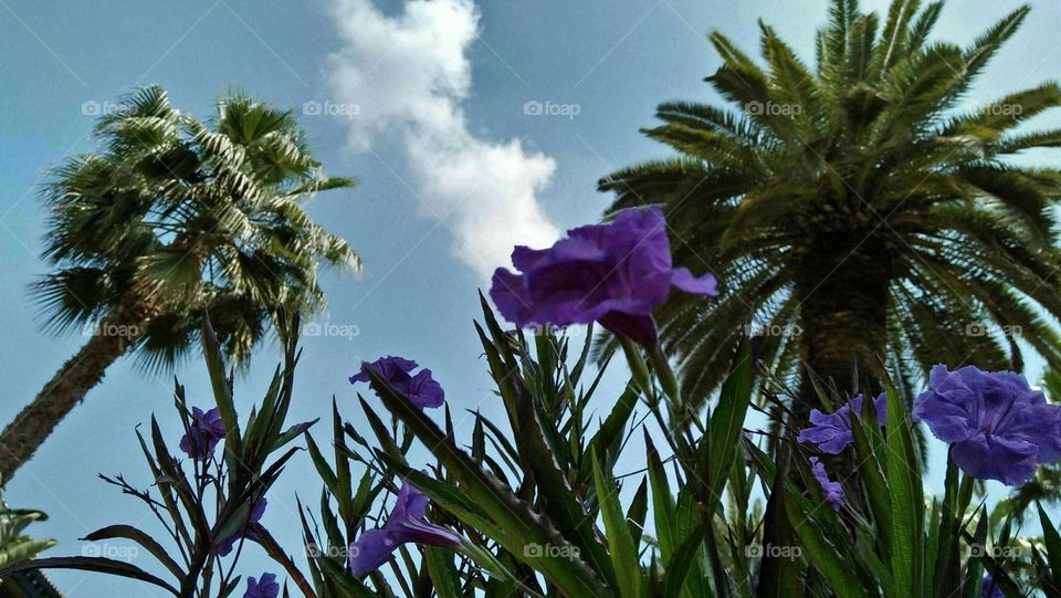 Palm tree and purple flowers