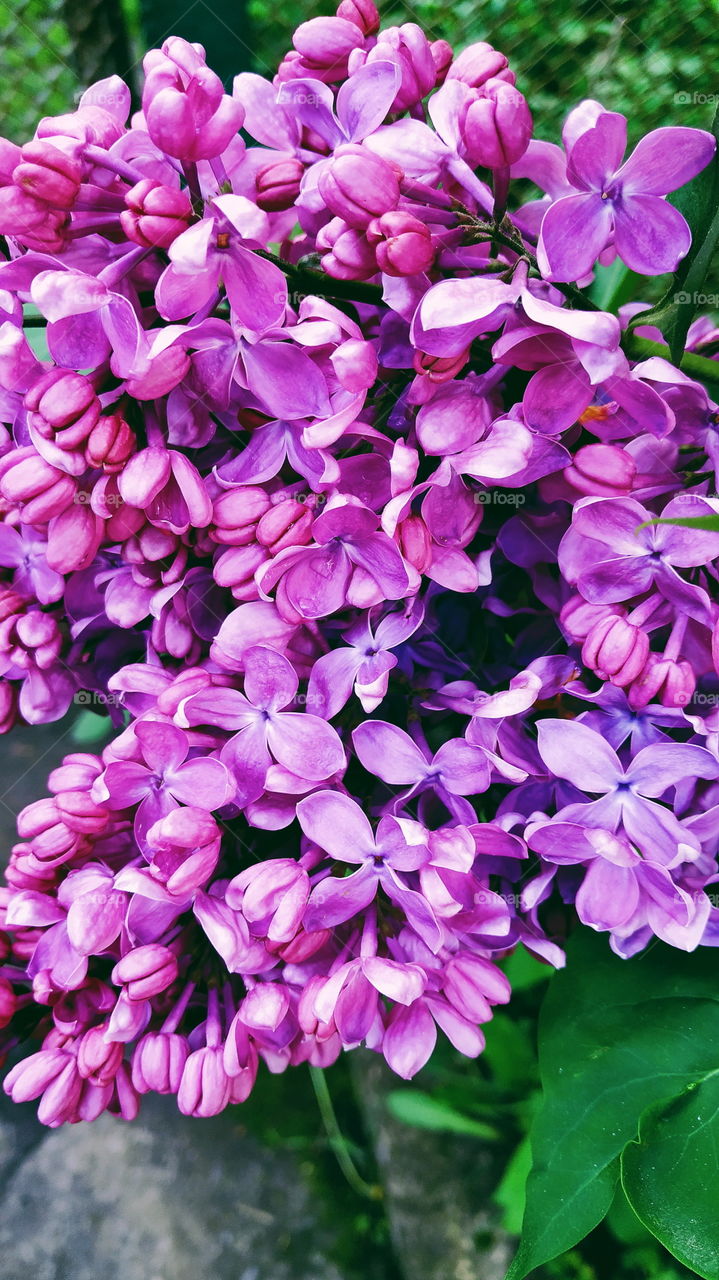 blooming lilac