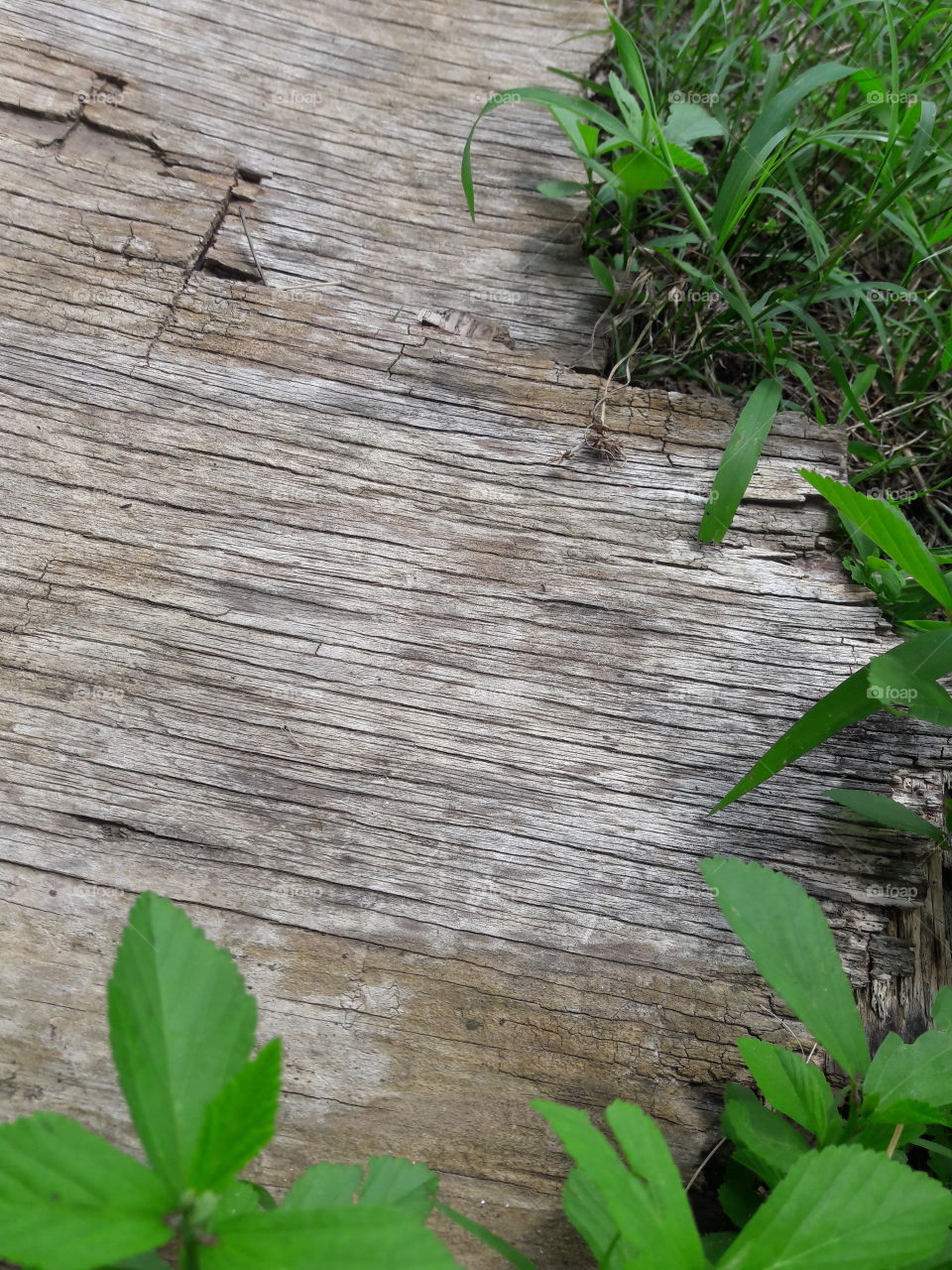 Texture and greenery