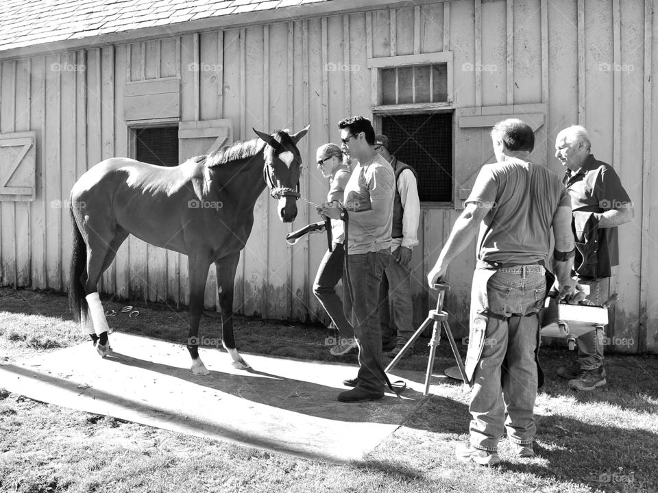 Positively Royal. Positively Royal,  a 2yr- old filly, getting new horse shoes put on for opening day at Saratoga. 
Zazzle.com/Fleetphoto 