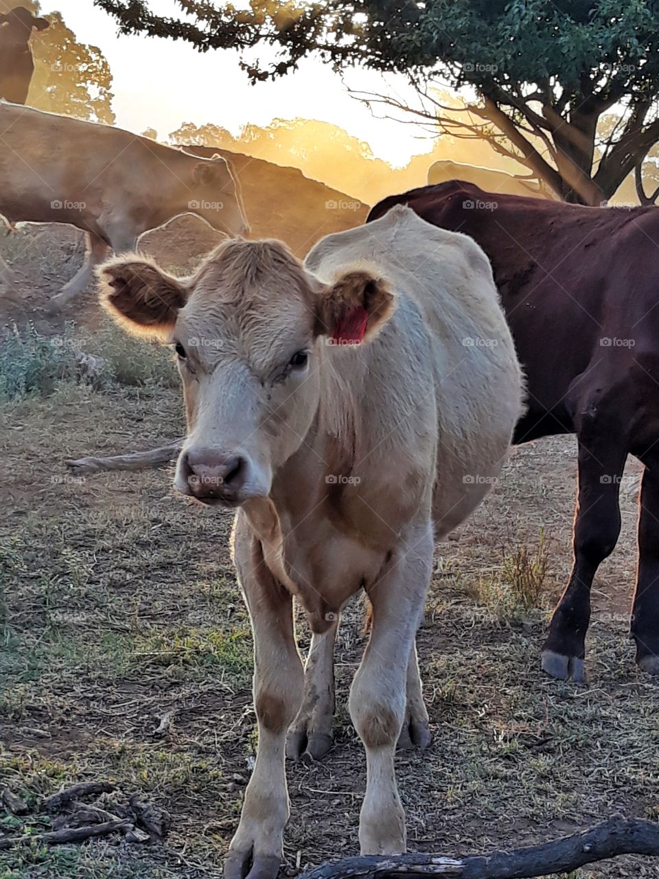 A cow curious on what's happening as the sun goes down