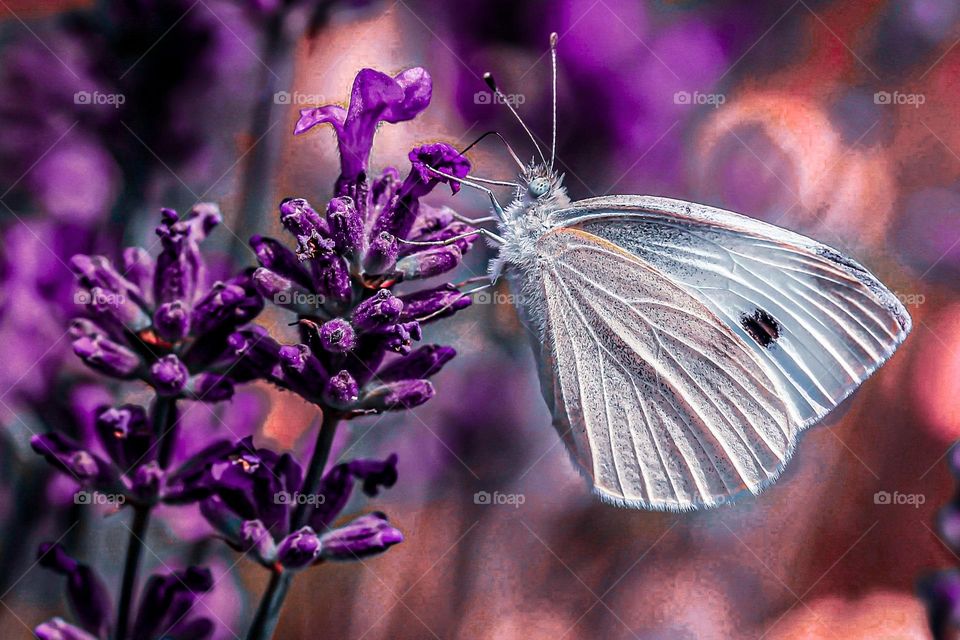 butterfly at the flower