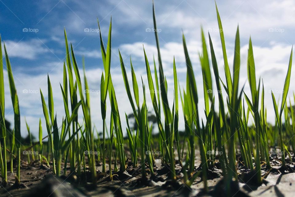 Paddy land 